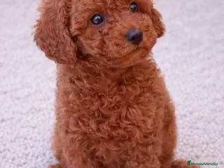 Caniche Toy perros CANICHE TOY - Anuncio 3