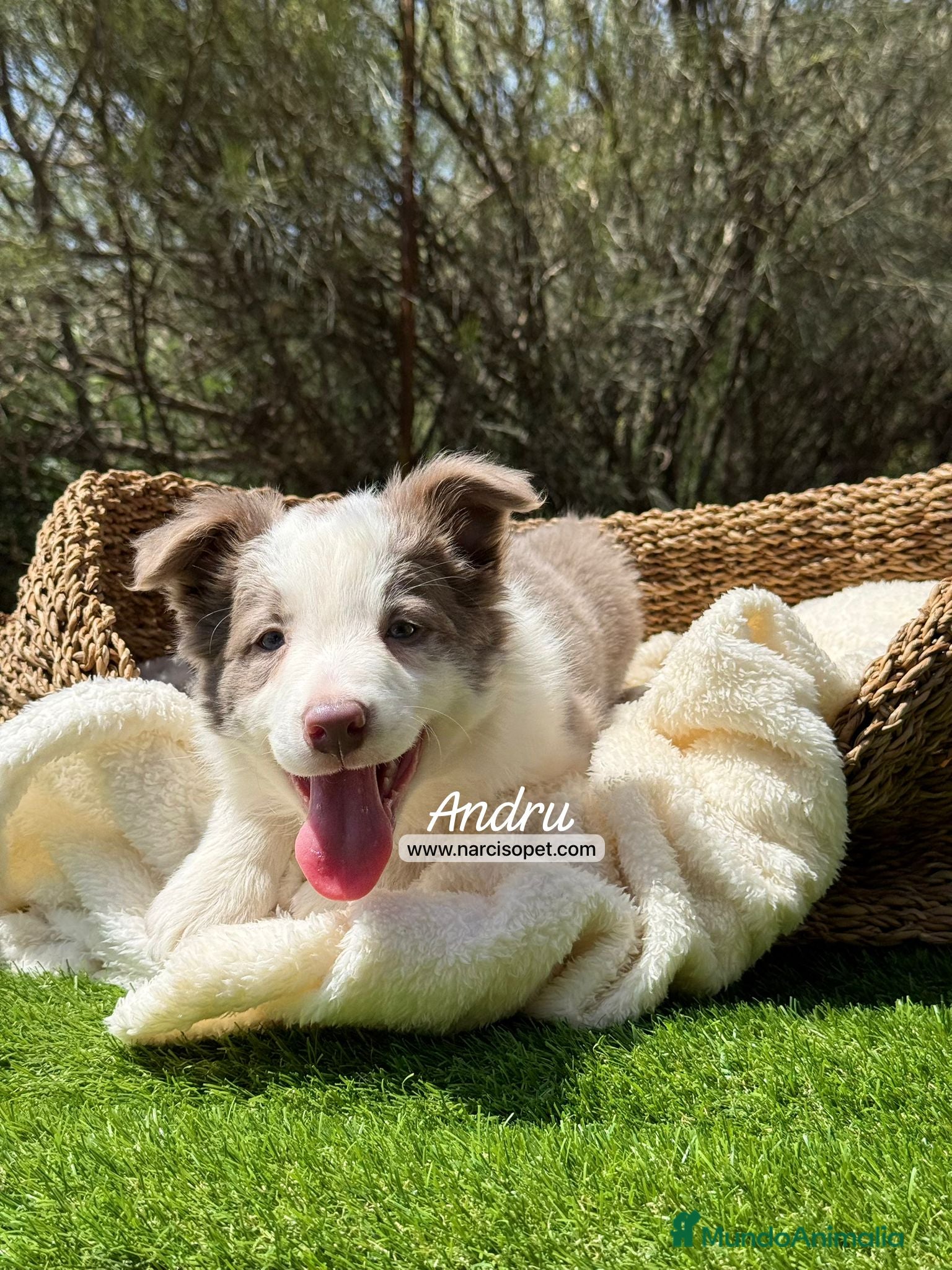 Border Collie perros BORDER COLLIE LILAC MACHO - Anuncio 24