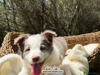 Border Collie perros BORDER COLLIE LILAC MACHO - Anuncio 24