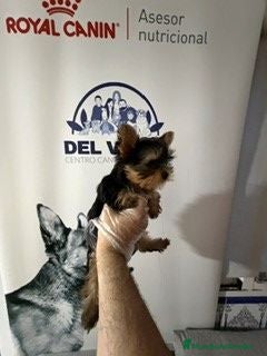Yorkshire Terrier perros yorkshire  - Anuncio 4