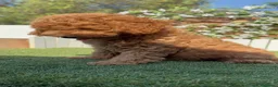 Caniche Enano perros en venta: CANICHE ENANO - Anuncio 9