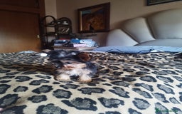 Yorkshire Terrier perros en venta: YORKSHIRE TOY MACHO CALIDAD - Imagen 6