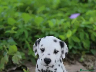 Dálmata perros CAMADA DE DÁLMATA DISPONIBLE - Anuncio 1