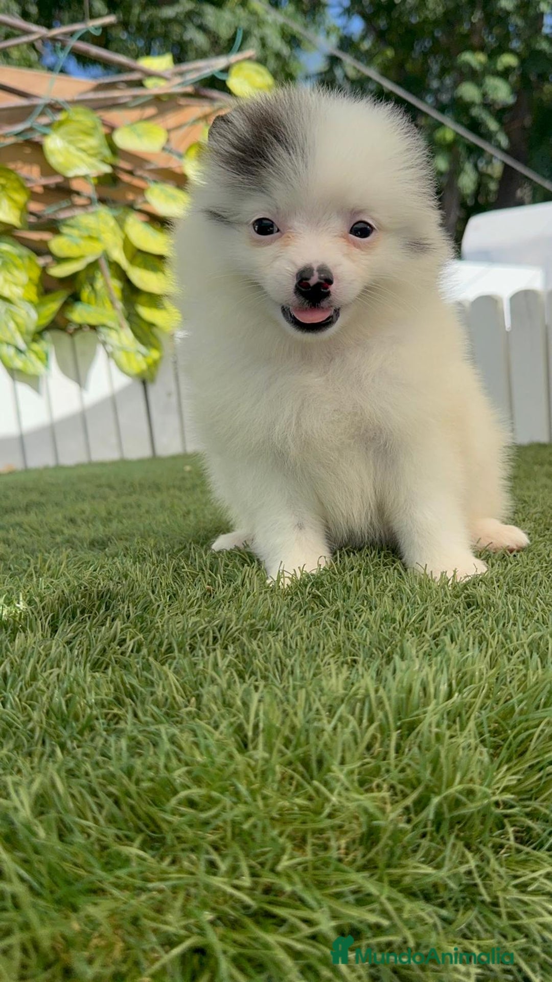 Pomerania perros en venta: POMERANIA HEMBRA BLANCA Y NEGRA - Imagen 15