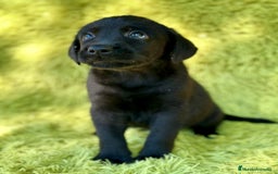 Labrador Retriever perros en venta: CAMADA DE LABRADOR RETRIEVER - Imagen 9