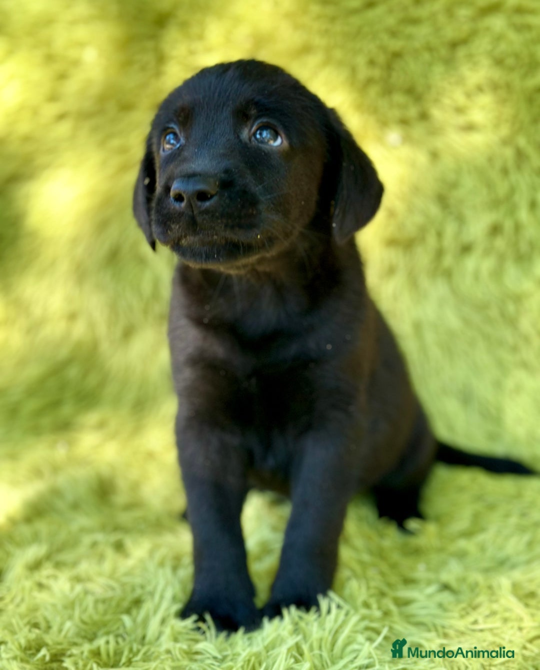 Labrador Retriever perros en venta: CAMADA DE LABRADOR RETRIEVER - Imagen 9