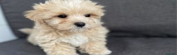 Maltipoo perros en venta: MALTIPOO TOY - Anuncio 2