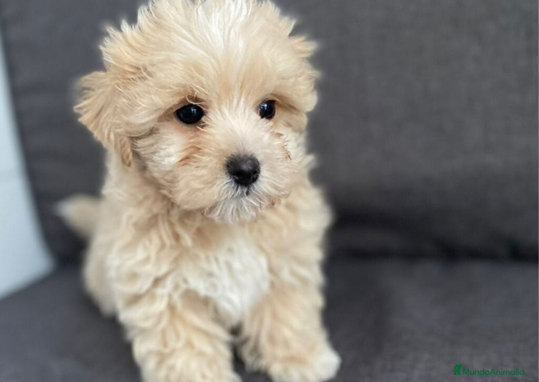 Maltipoo perros en venta: MALTIPOO TOY - Anuncio 2