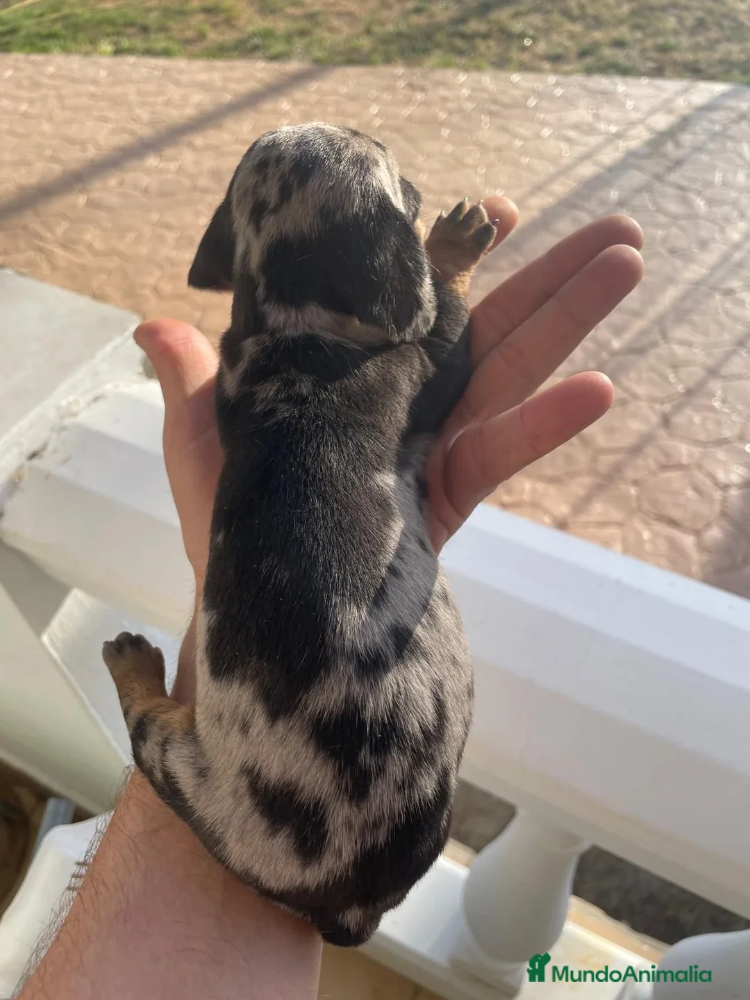 Teckel Miniatura perros en venta: teckel  - Anuncio 1