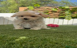 Maltipoo perros en venta: MALTIPOO  - Imagen 8