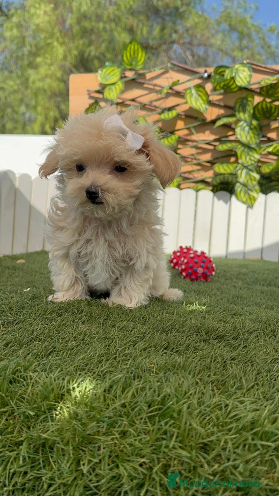 Maltipoo perros en venta: MALTIPOO  - Imagen 8