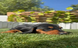 Teckel Miniatura perros en venta: TECKEL MINIATURA - Imagen 3