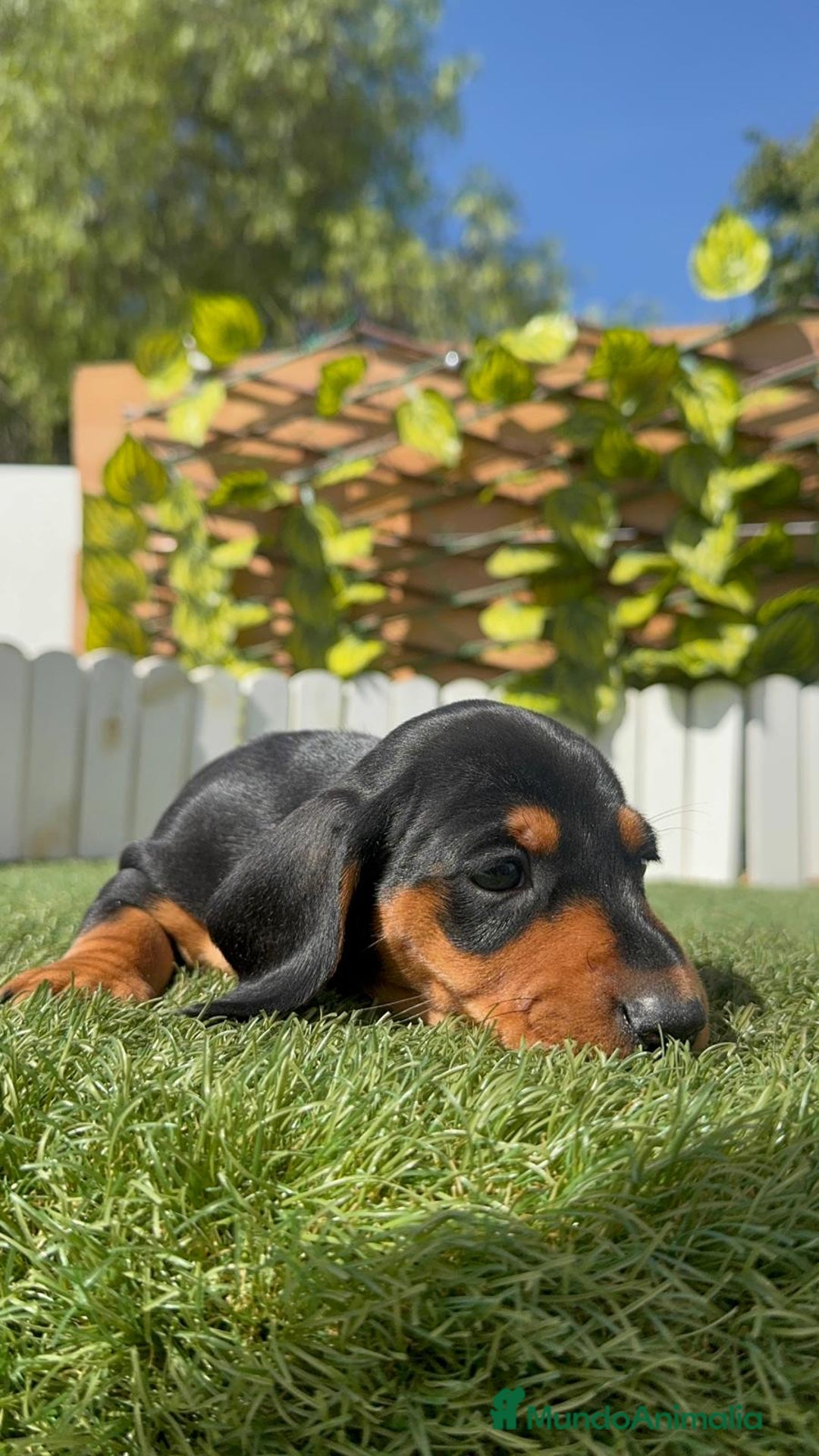 Teckel Miniatura perros en venta: TECKEL MINIATURA - Imagen 3