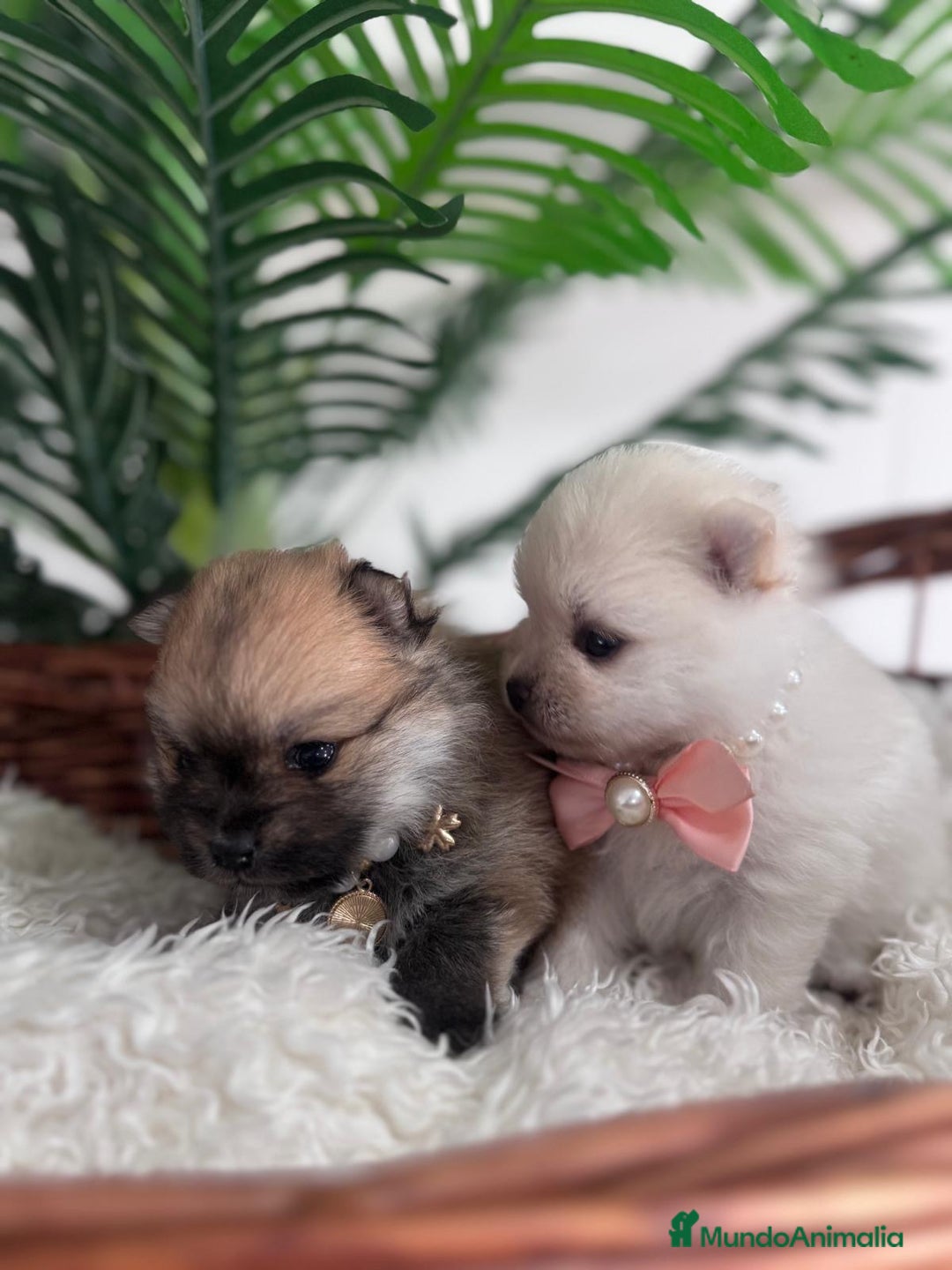 Pomerania perros en venta: POMERANIA HEMBRAS - Imagen 5