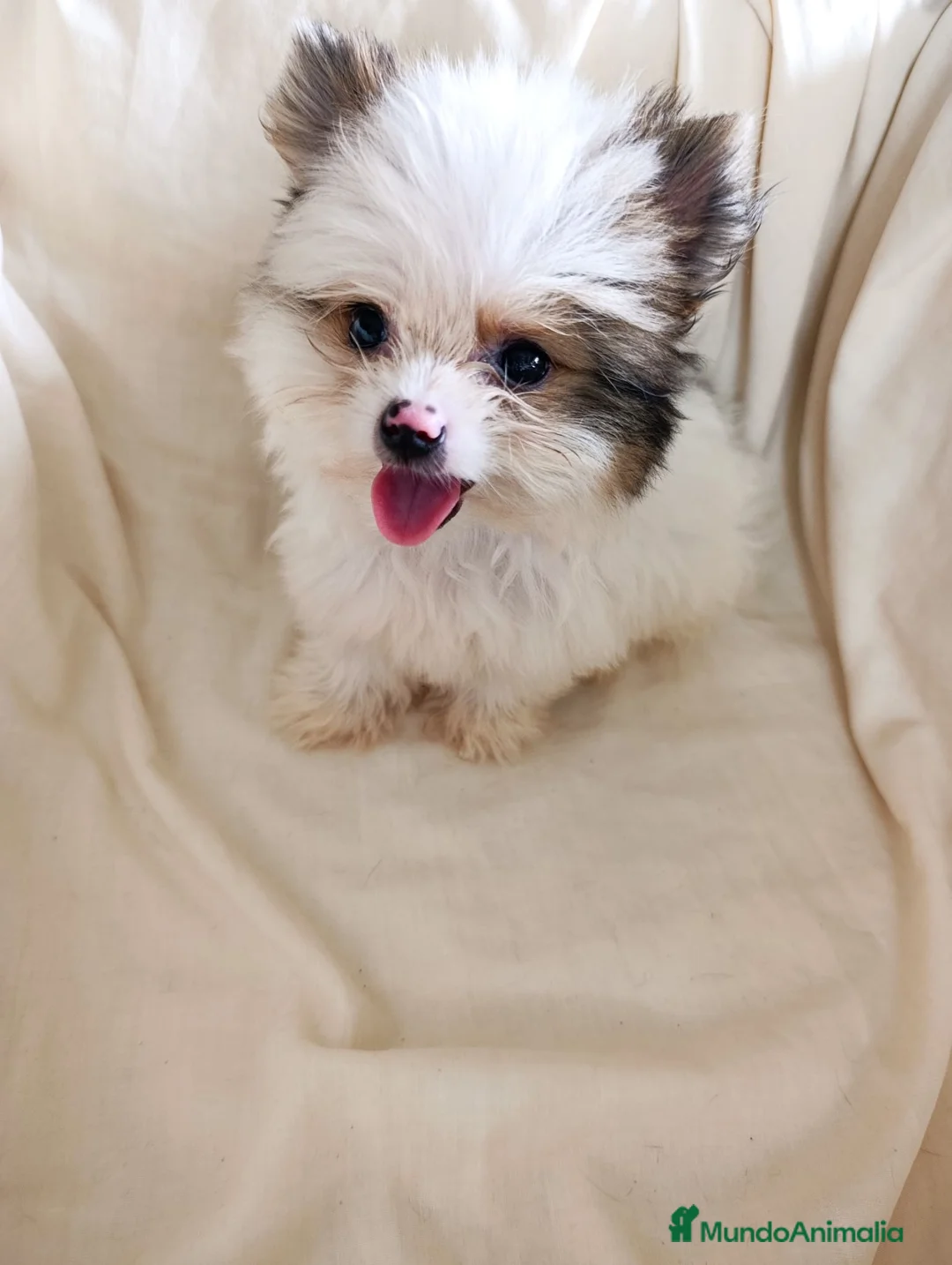 Pomerania perros en venta: Pomerania toy - Anuncio 5