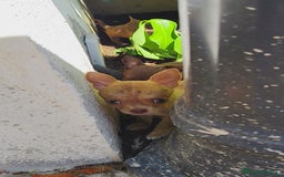 Chihuahua perros en venta: Chihuahua toy - Imagen 5
