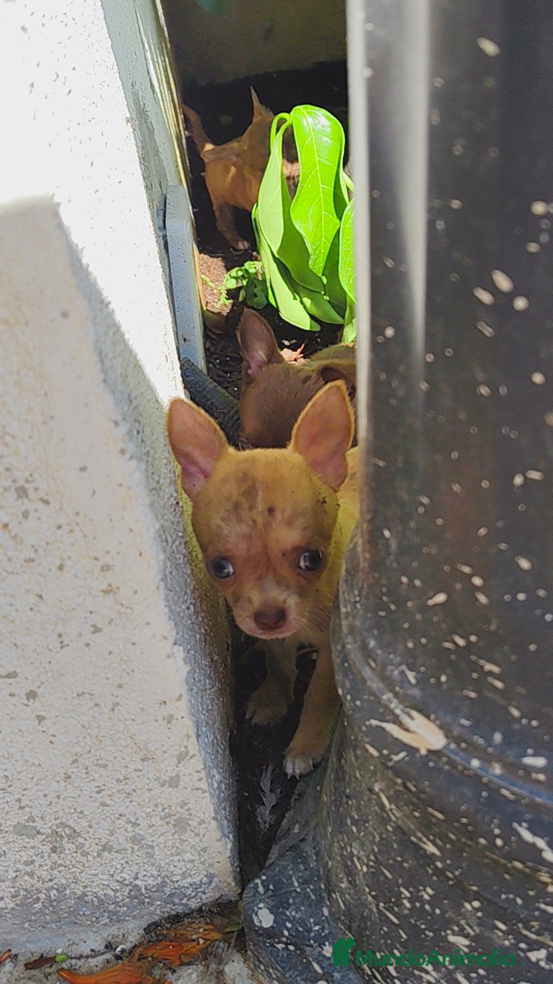 Chihuahua perros en venta: Chihuahua toy - Imagen 5