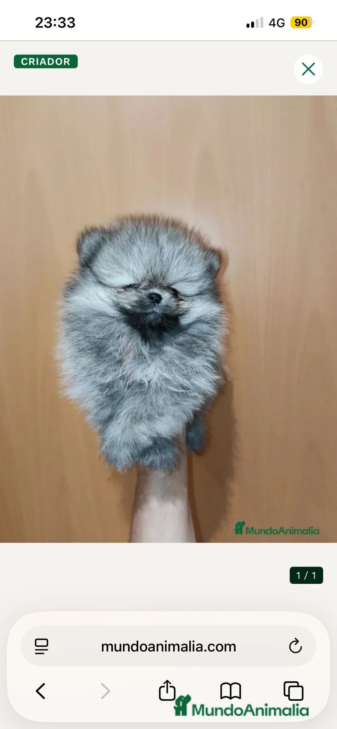 Pomerania perros en venta: Pomerania de Lulú - Anuncio 2