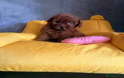 Caniche Enano perros en venta: Preciosa Caniche Roja - Imagen 5