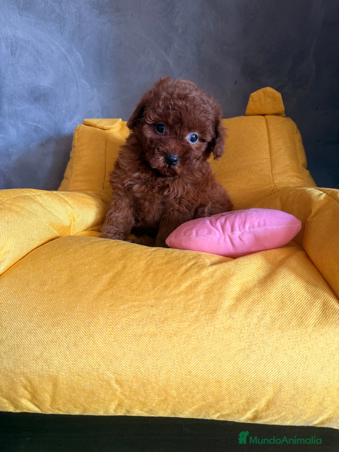 Caniche Enano perros en venta: Preciosa Caniche Roja - Imagen 5