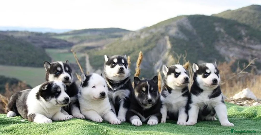 Imagen de galería {{count}}