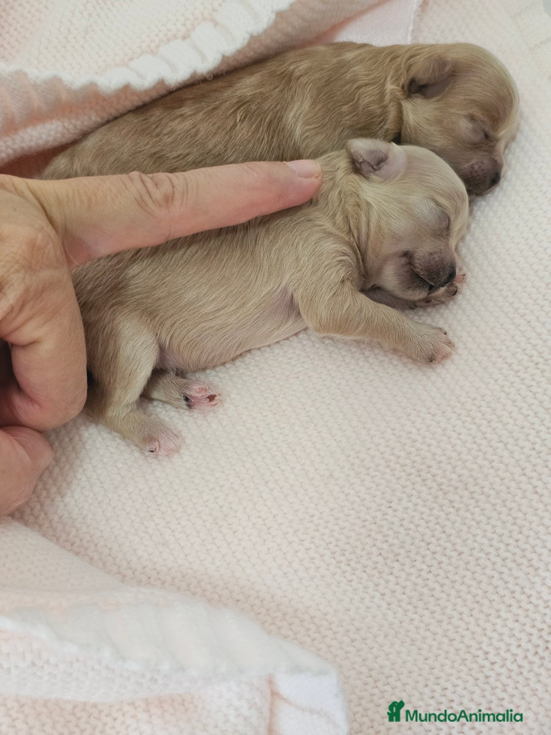 Maltipoo perros en venta: MALTIPOO ASIÁTICO MINIATURA  - Imagen 2