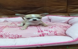 Chihuahua perros en venta: Chihuahua toy  - Imagen 7