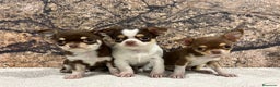 Chihuahua perros en venta: Chihuahua miniatura  - Anuncio 2