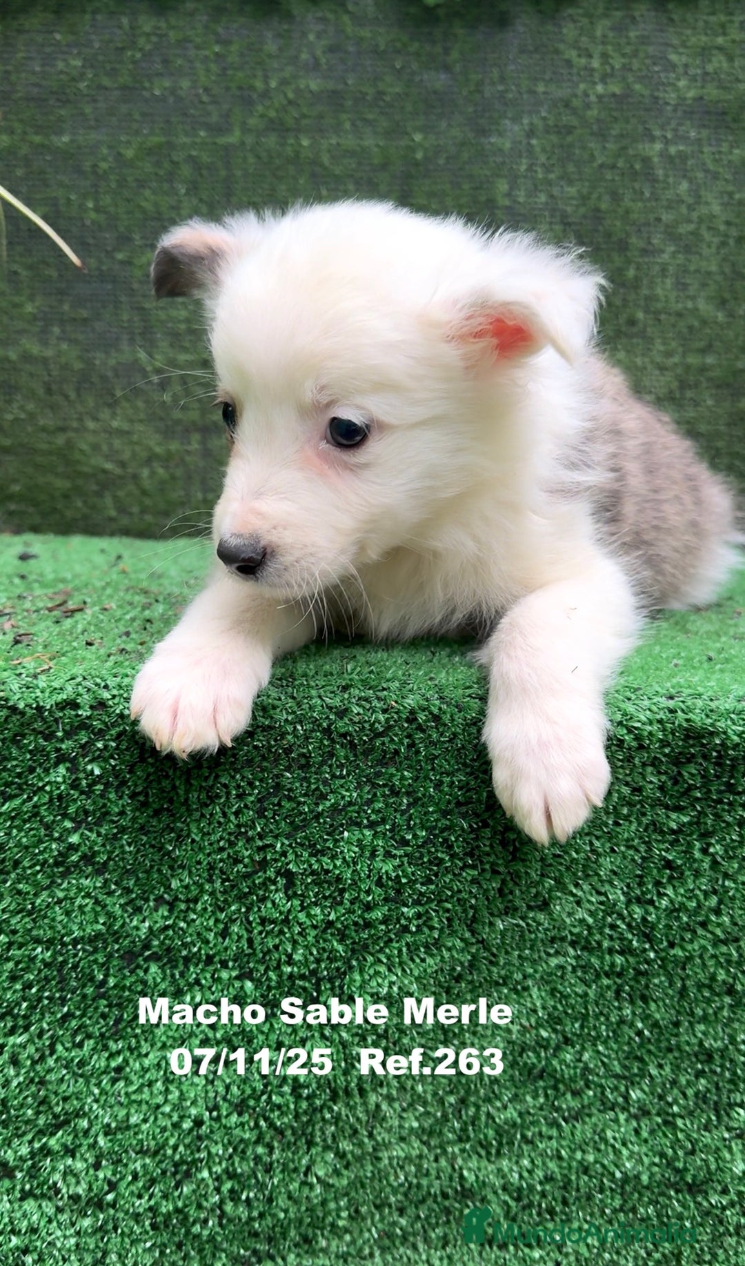 Border Collie perros en venta: Border Collie  - Anuncio 32