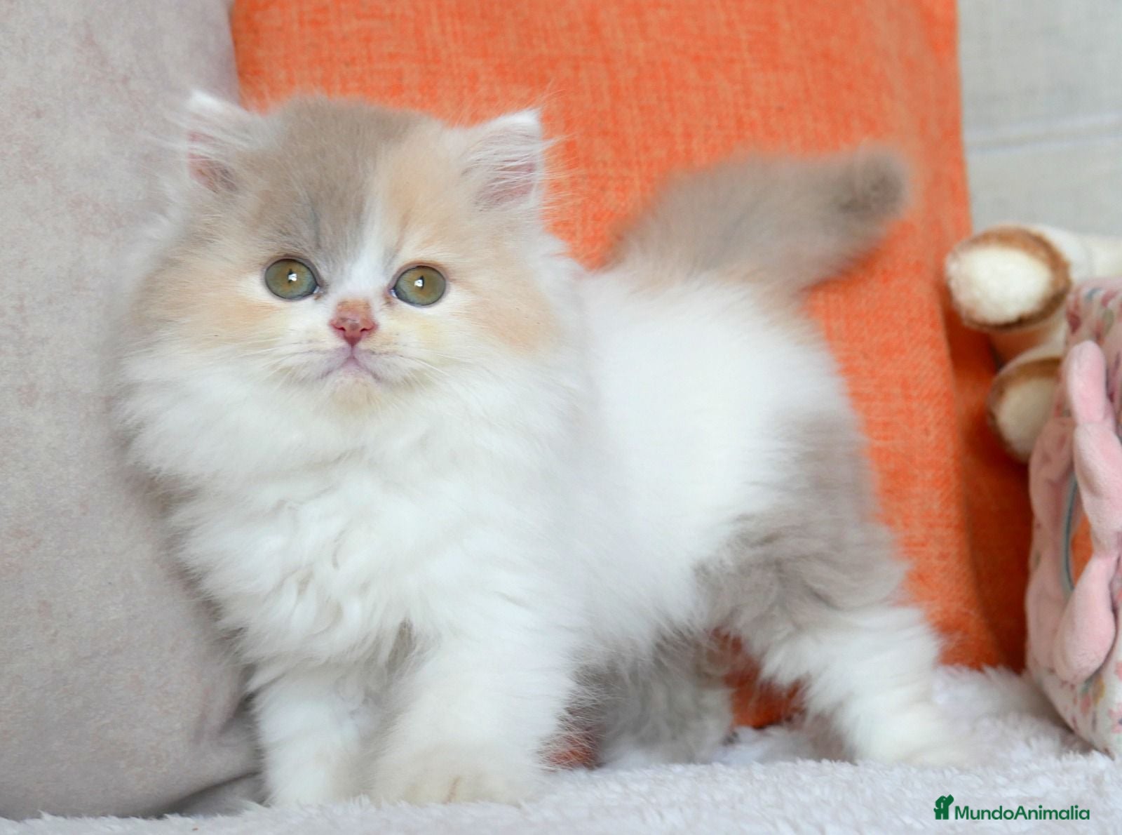 Británico de Pelo Largo gatos Gatita British Longhair🌸 - Anuncio 2