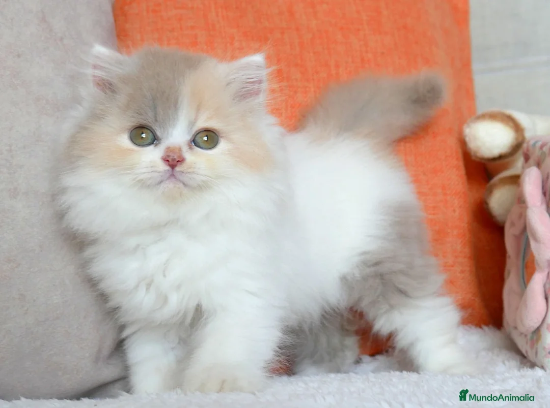 Británico de Pelo Largo gatos en venta: Gatita British Longhair🌸 - Anuncio 1