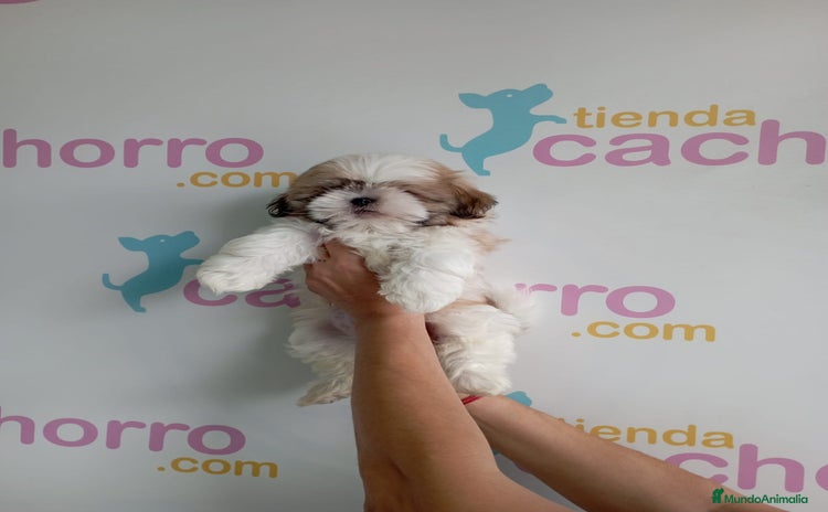 Shih Tzu perros - Propaganda 1