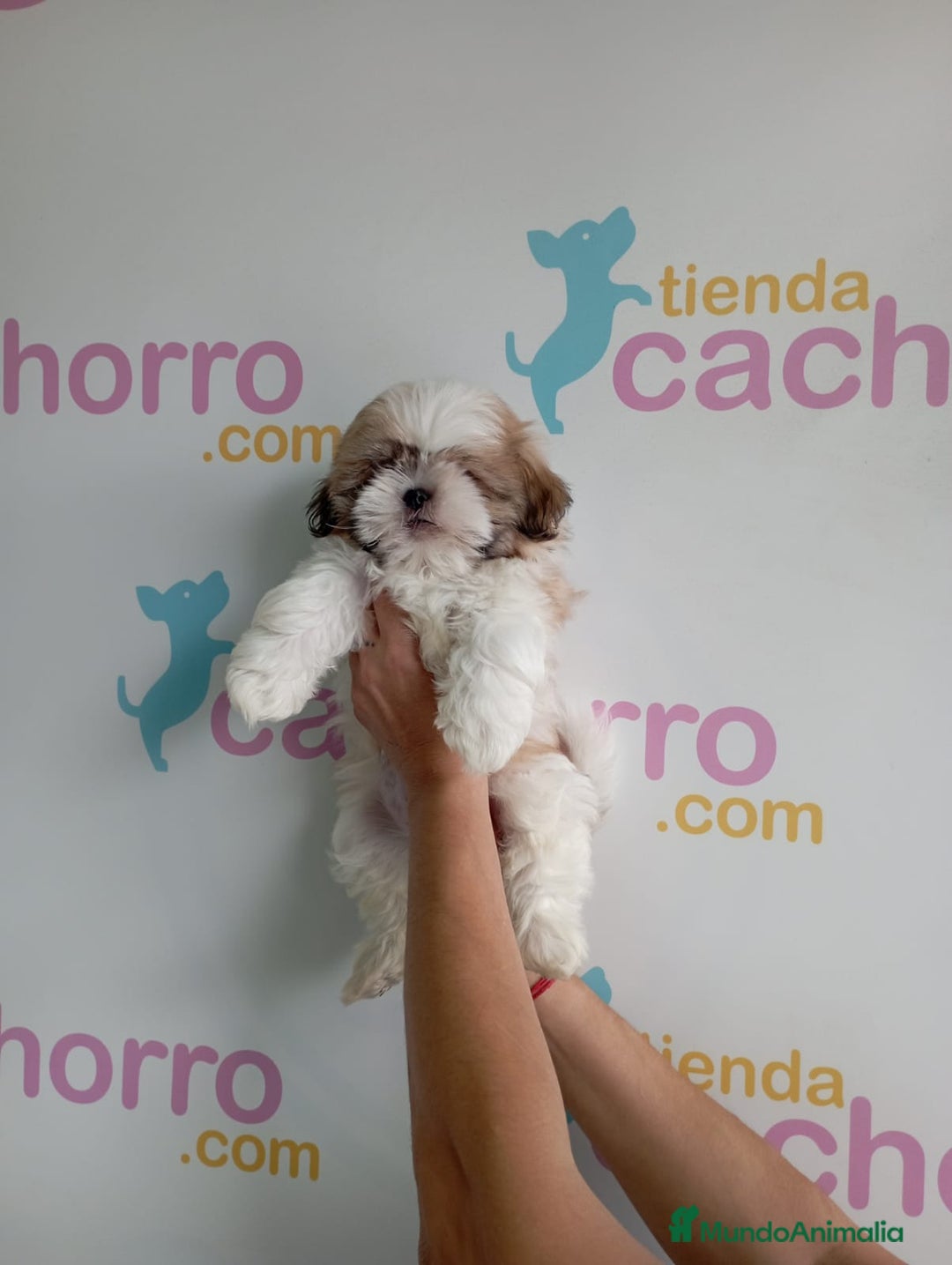 Shih Tzu perros en venta: SHIH TZU - Imagen 1
