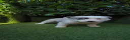 Border Collie perros en venta: border collie blue merle y blanco y negro - Anuncio 15