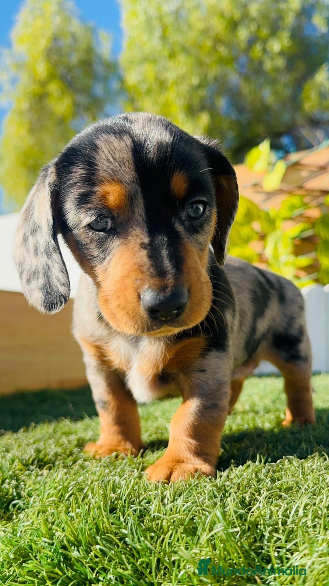 Teckel Miniatura perros en venta: TECKEL MINIATURA HEMBRA  - Anuncio 19