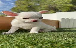 Chihuahua perros en venta: CHIHUAHUA HEMBRA - Imagen 11