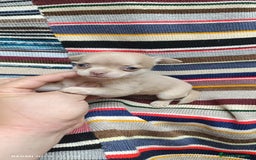 Chihuahua perros en venta: Chihuhua toy  - Imagen 5