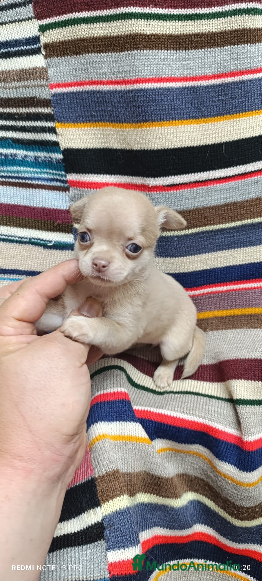 Chihuahua perros en venta: Chihuhua toy  - Imagen 5