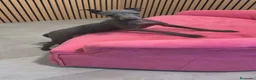 Pequeño Lebrel Italiano perros en venta: Piccolo Galgo Italiano Lebrel Italiano  - Anuncio 3
