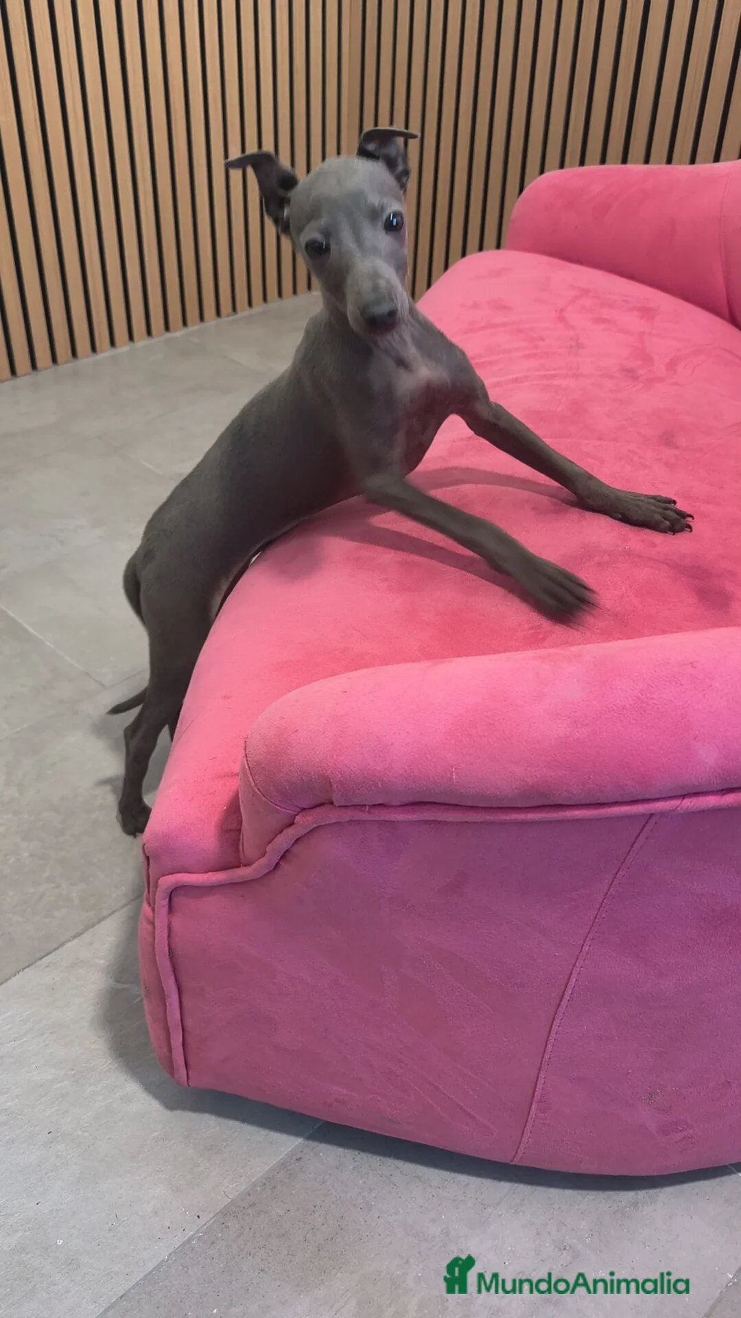 Pequeño Lebrel Italiano perros en venta: Piccolo Galgo Italiano Lebrel Italiano  - Anuncio 3