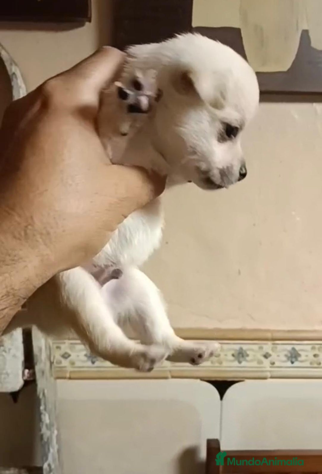 Chihuahua perros en venta: 2 chihuahuas toy - Imagen 7