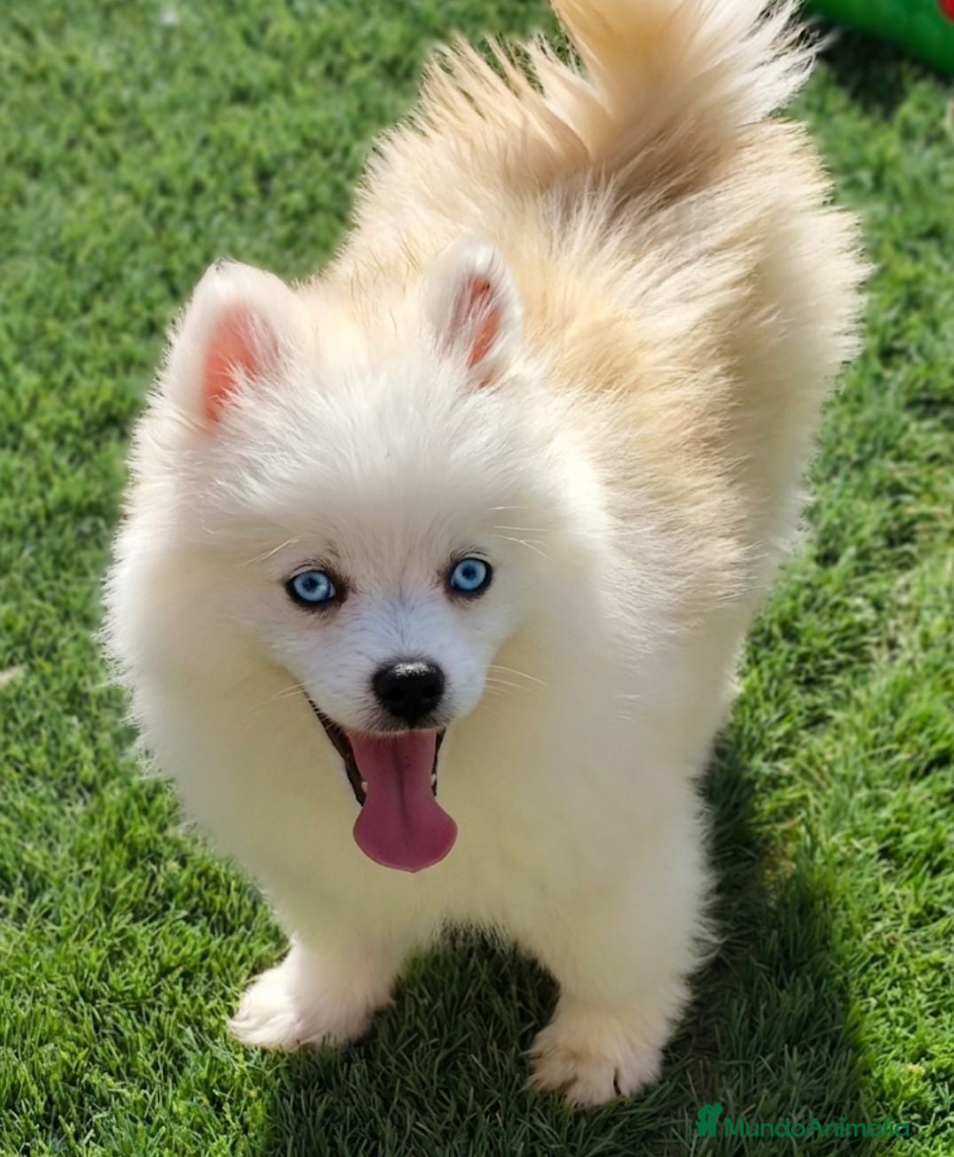 Pomsky perros Pomsky minis - Anuncio 1
