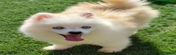 Pomsky perros en venta: Pomsky minis - Anuncio 1