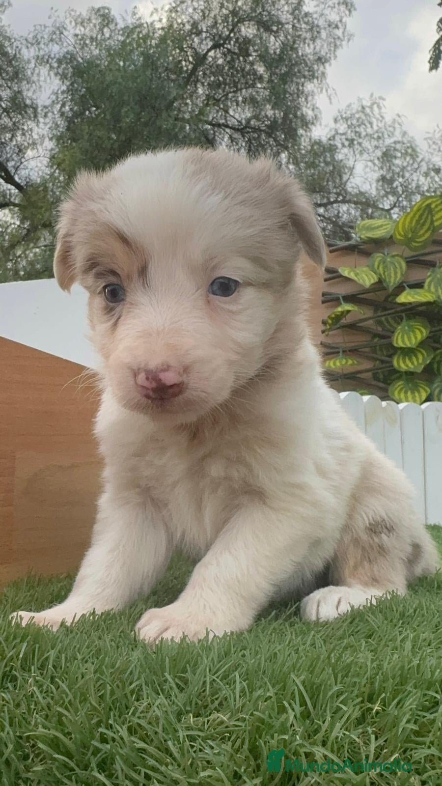 Border Collie perros BORDER COLLIE MACHO Y HEMBRA en Madrid - Anuncio 2