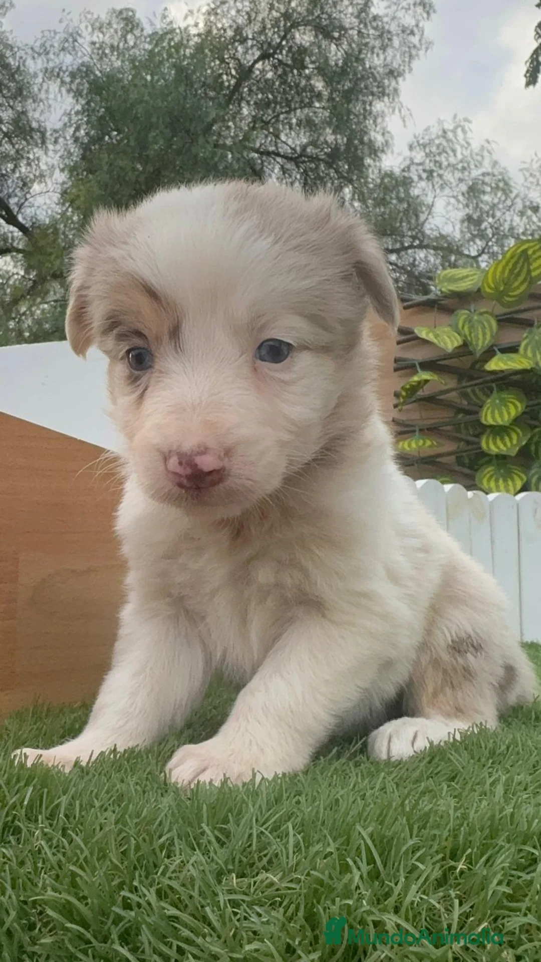 Border Collie perros en venta: BORDER COLLIE MACHO Y HEMBRA en Madrid - Anuncio 2