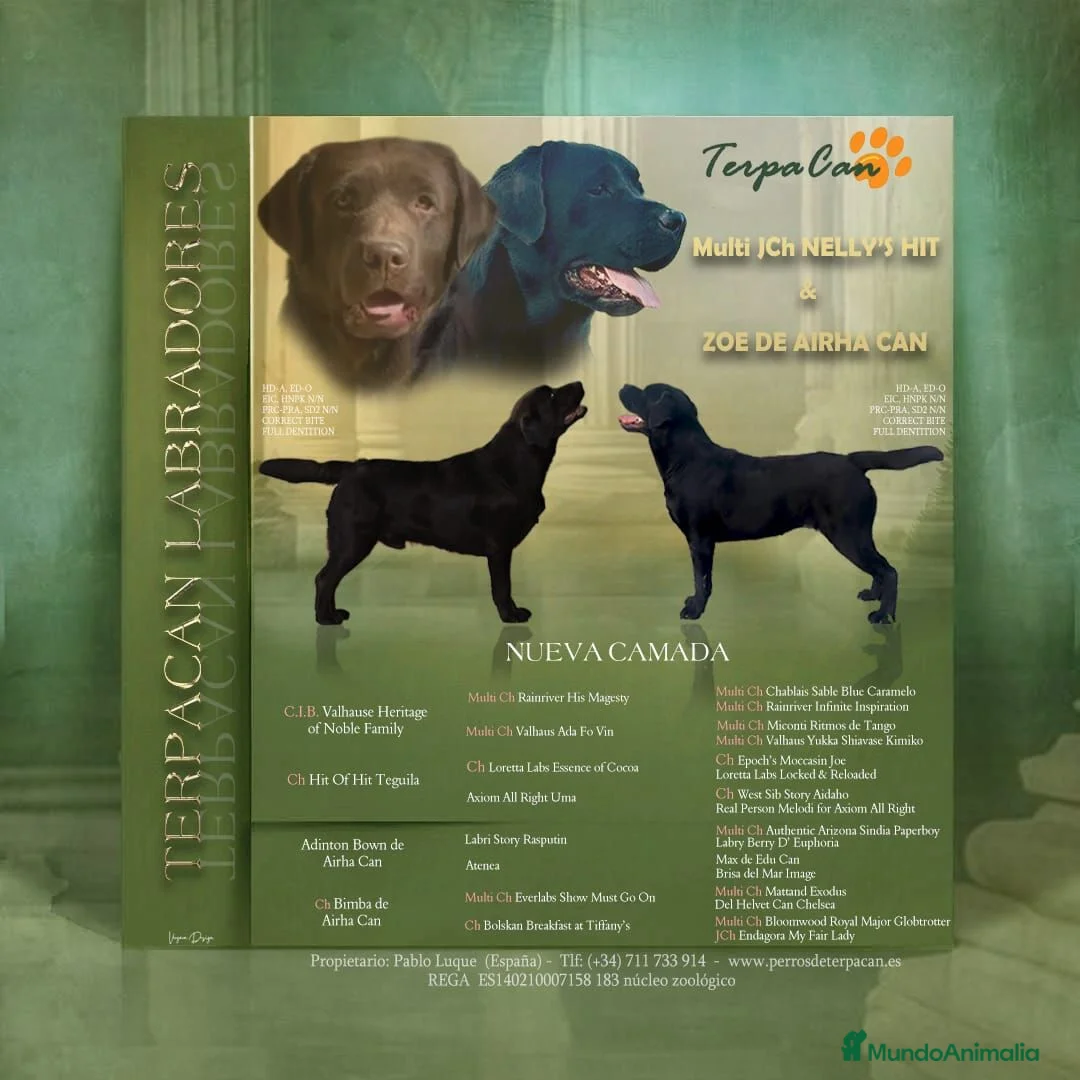 Labrador Retriever perros en venta: LABRADOR RETRIEVER CACHORROS  - Anuncio 2
