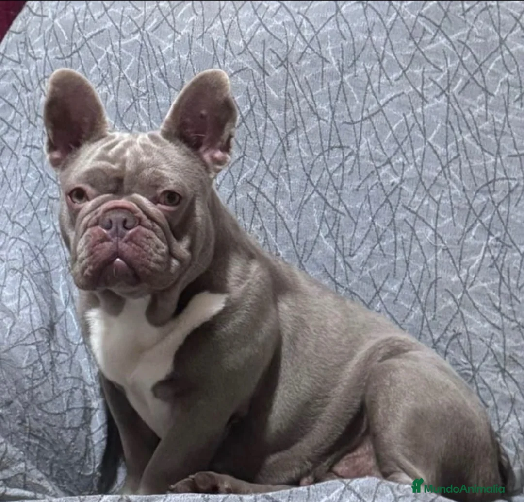 Bulldog Francés perros en venta: Bulldog Francés 2 ejemplares únicos buscan familia - Anuncio 2