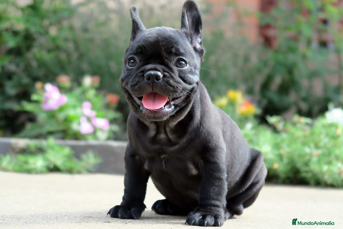Bulldog Francés perros Bulldog francés Hembras disponible negras  - Anuncio 1