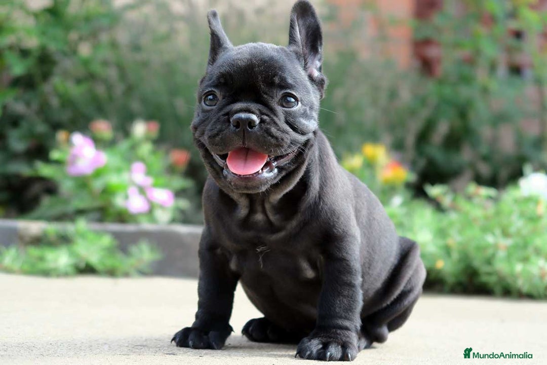 Bulldog Francés perros en venta: Bulldog francés Hembras disponible negras  - Anuncio 1