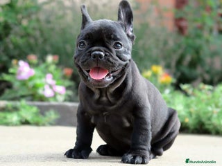 Bulldog Francés perros Bulldog francés Hembras disponible negras - Anuncio 5